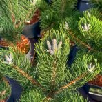 Borovica čierna (Pinus nigra) ´OREGON GREEN´ – výška 50-60 cm, kont. C5L